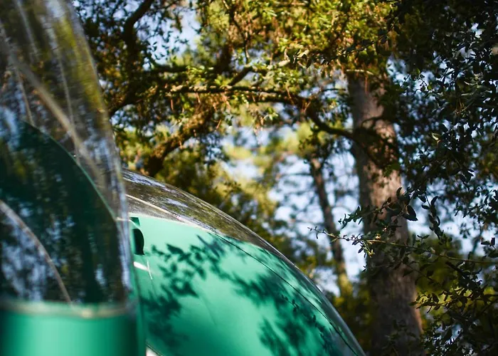 Lo Rey Du * Сорт-Осгор