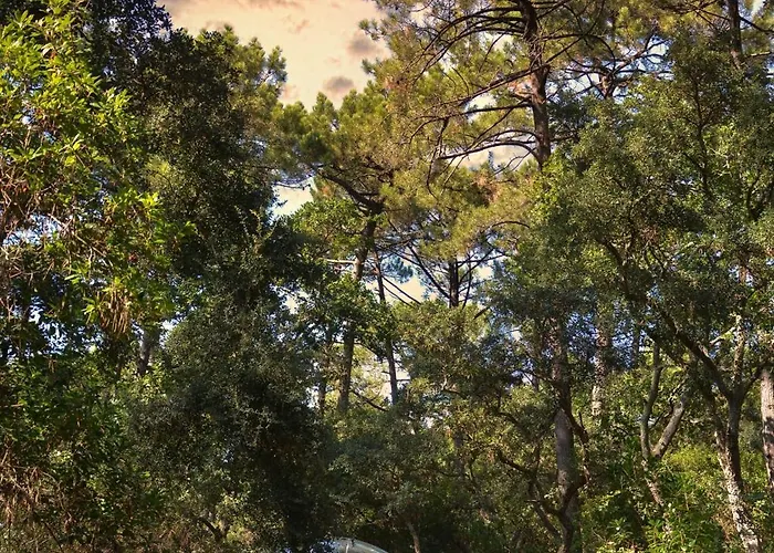 Lo Rey Du Сорт-Осгор