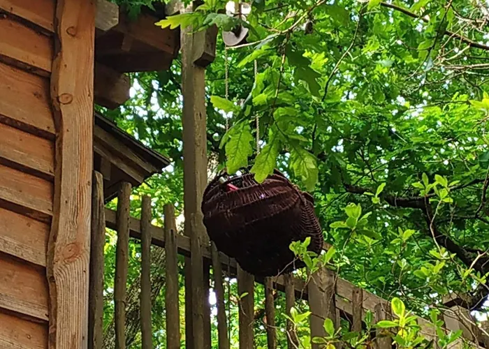 Lo Rey Du * Сорт-Осгор