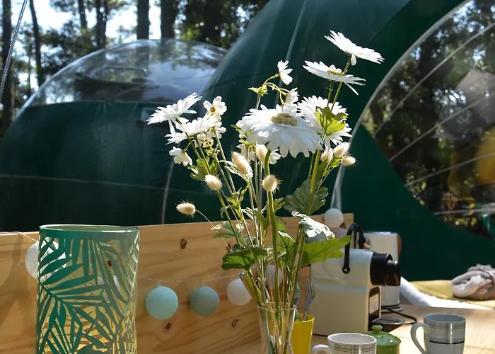 Lo Rey Du Сорт-Осгор