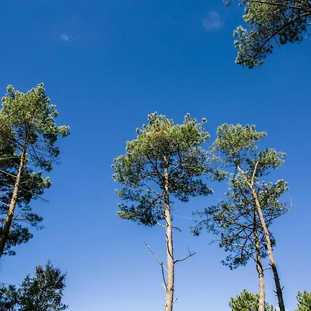 Lo Rey Du * ソール・オスゴール