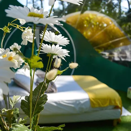 キャンプ場 Lo Rey Du